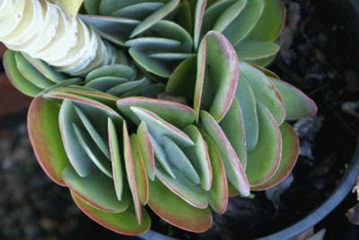 Real succulents like these may inspire orgami paper folds