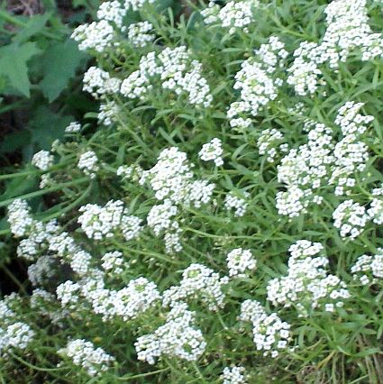 Tiny White Flowers