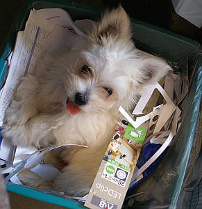 Papercraft Assistant