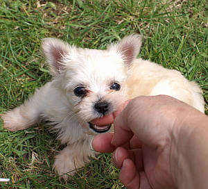 Puppy teeth