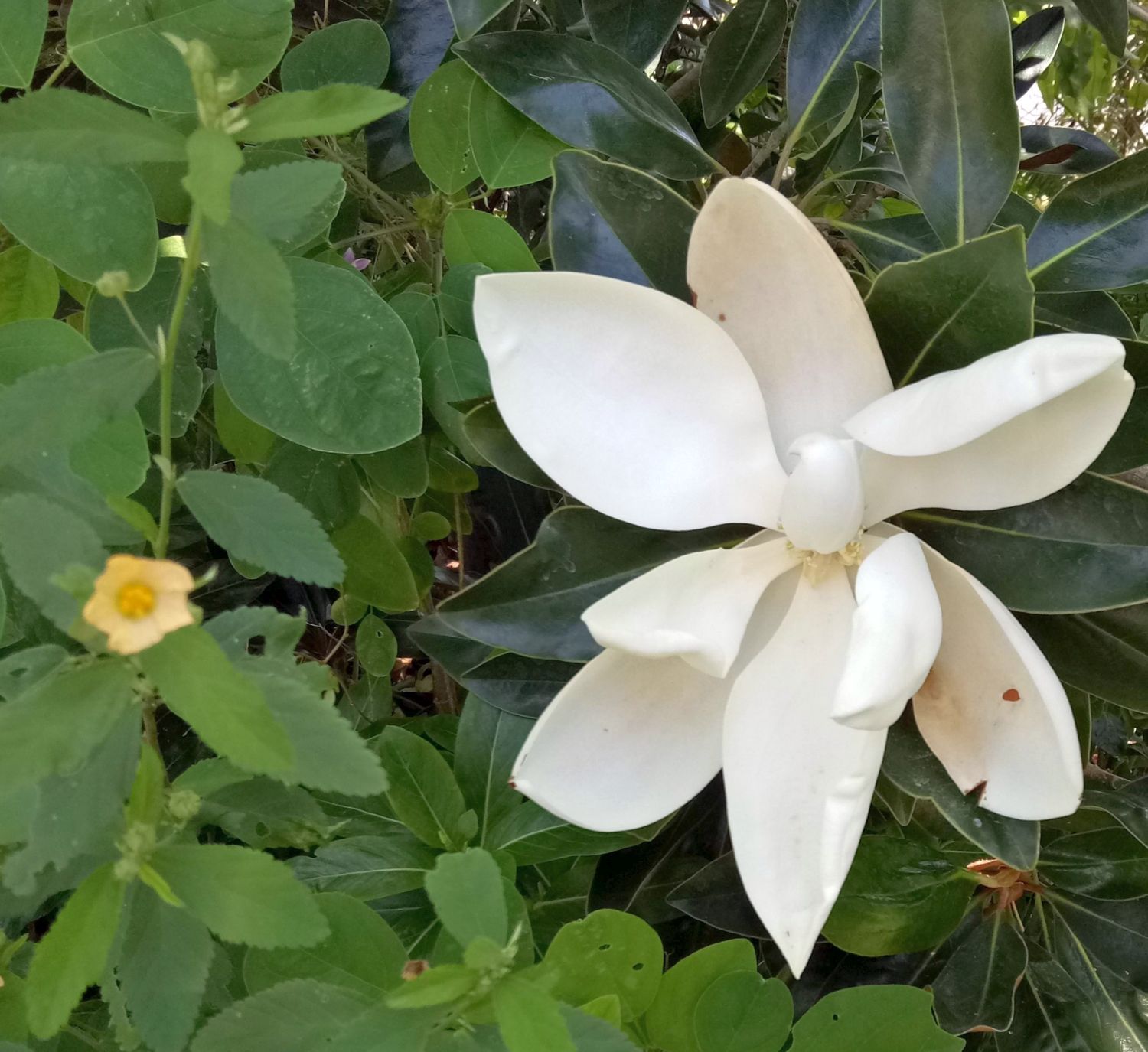 Tiny White Flowers