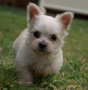 Puppy at ground level.