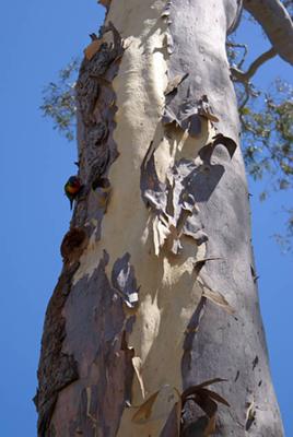 This beautiful paperbark tree looks sculpted...