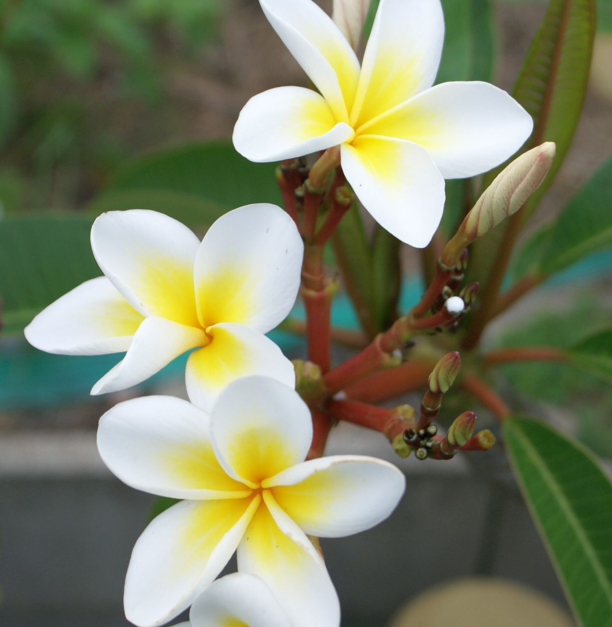 Tiny White Flowers